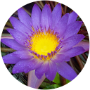 Lindsey Riecken profile picture